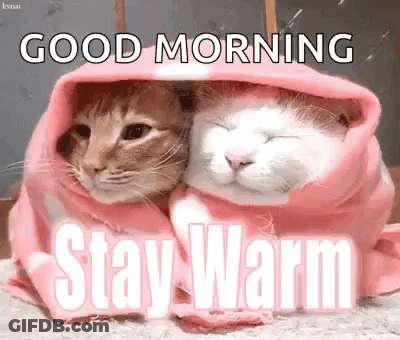 Two Cats Wrapped In Pink Blanket Good Morning Stay Warm GIF