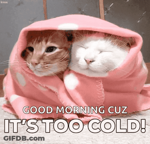Two Cats Wrapped In Pink Blanket Saying Good Morning It's Too Cold GIF