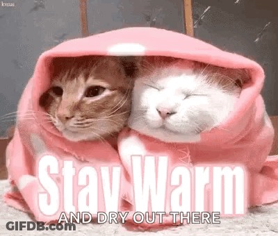 Two Cats Wrapped In Pink Blanket Stay Warm And Dry Out There GIF