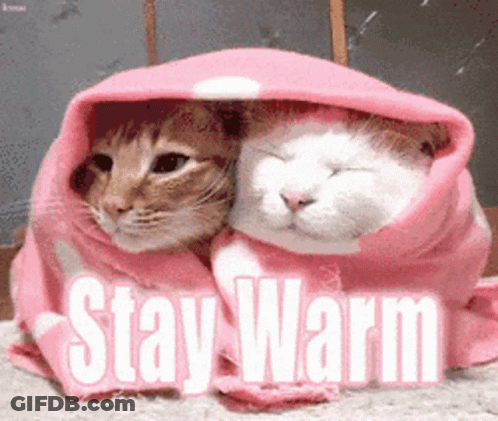 Two Cats Wrapped In Pink Blanket Stay Warm GIF