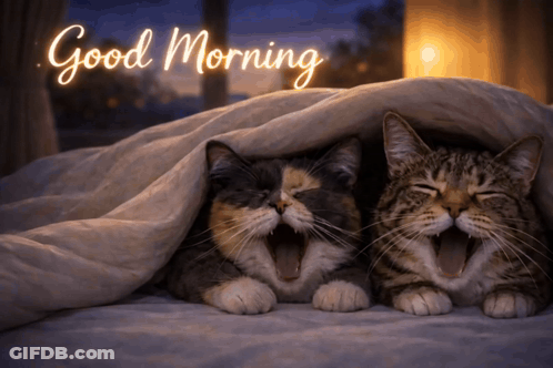 Two Cats Yawning Under Blanket Good Morning GIF