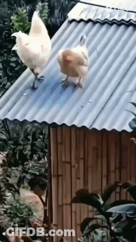Two Chickens On Metal Roof Beside Bamboo Hut GIF