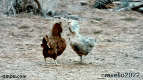 Two Chickens Standing In Dirt Field With 2022 GIF