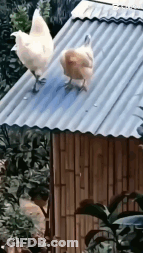 Two Chickens Standing On Roof Next To Bamboo Hut GIF