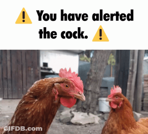 Two Chickens Warning Sign You Have Alerted The Cock GIF