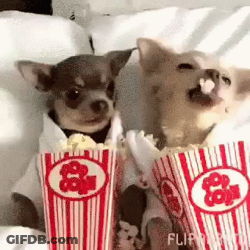 Two Chihuahuas Eating Popcorn On Bed GIF
