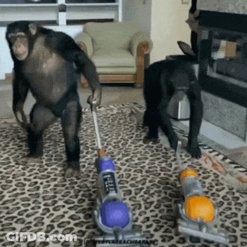 Two Chimpanzees Are Vacuuming A Leopard Print Rug In A Living Room GIF