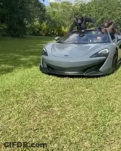 Two Chimpanzees In Gray Sports Car In Grass GIF