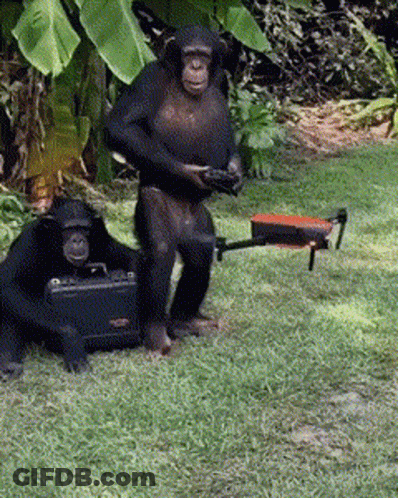 Two Chimpanzees Standing Beside Briefcase And Remote GIF