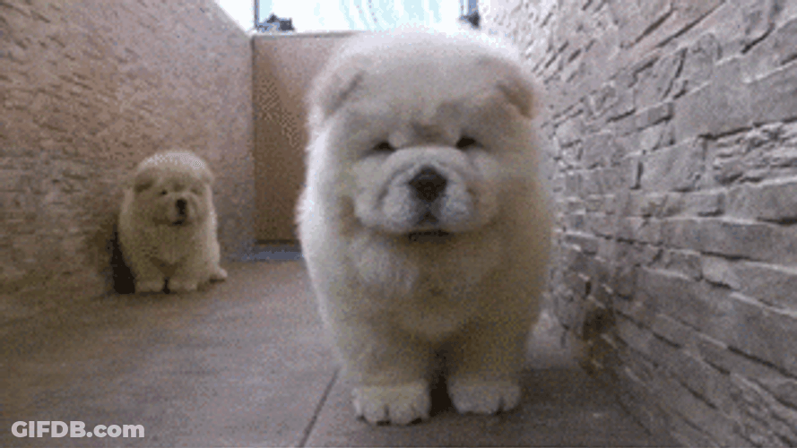 Two Chow Dog Breed GIF
