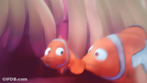 Two Clown Fish Looking At Each Other GIF