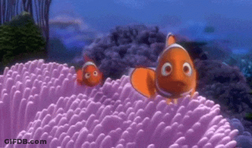 Two Clown Fish Near Pink Coral GIF