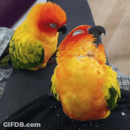 Two Colorful Birds Sitting Together GIF