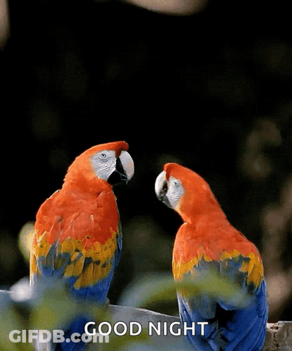 Two Colorful Parrots Sitting Next To Each Other With The Words " Good Night " Written Below Them GIF