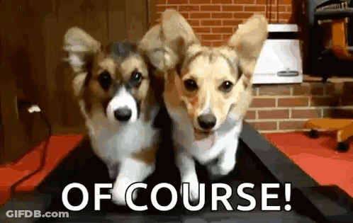 Two Corgi Dogs Are Running On A Treadmill With The Words Of Course . GIF