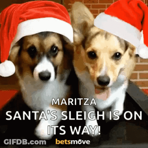 Two Corgi Dogs Wearing Santa Hats With The Words Maritza Santa 'S Sleigh Is On Its Way GIF