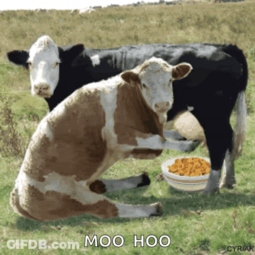 Two Cows In Field With Bowl Of Corn Saying Moo Hoo GIF