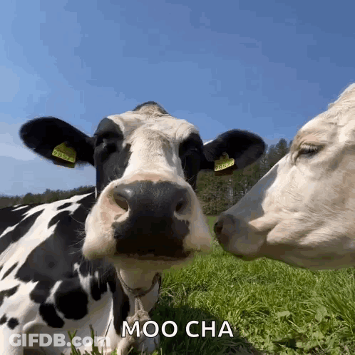 Two Cows Kissing Moo Cha GIF