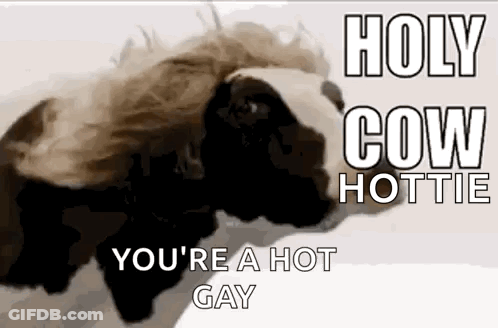 Two Cows Saying Holy Cow Hottie You're A Hot Gay GIF