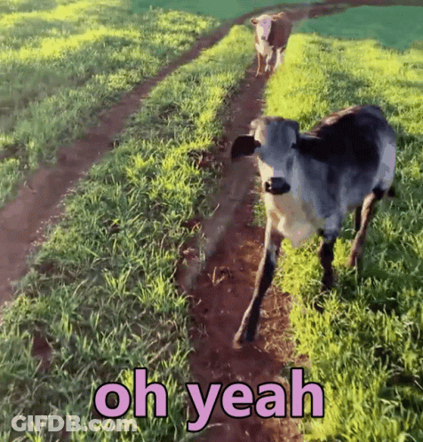 Two Cows Walking Down Dirt Road Saying Oh Yeah GIF