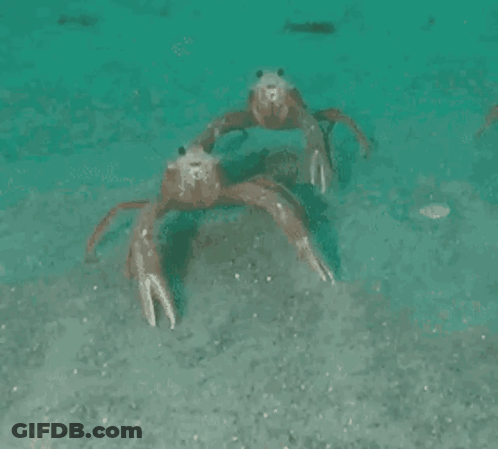Two Crabs Dancing In Water GIF