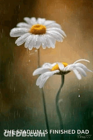 Two Daisies In The Rain With The Words The Stadium Is Finished Dad Below Them GIF