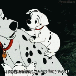 Two Dalmatians Asking For Food GIF