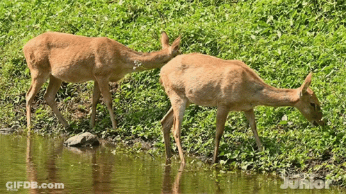 Two Deer Drinking Water From Pond With Word Junior GIF