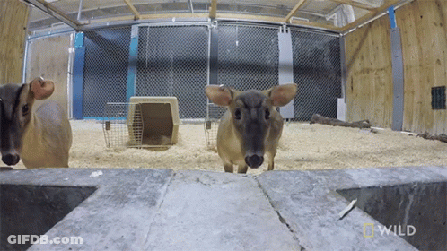 Two Deer In Cage GIF