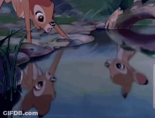 Two Deer Standing By Water GIF