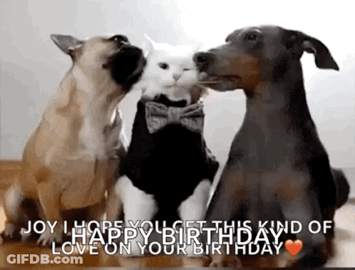 Two Dogs And Cat Kissing Cheek GIF