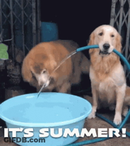 Two Dogs Are Drinking Water From A Blue Bowl With The Words It 'S Summer Written On The Bottom GIF