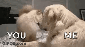 Two Dogs Are Kissing Each Other On A Bed And One Of Them Is Saying `` You And Me '' . GIF