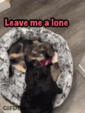 Two Dogs Are Laying In A Dog Bed With The Words " Leave Me A Lone " Above Them GIF