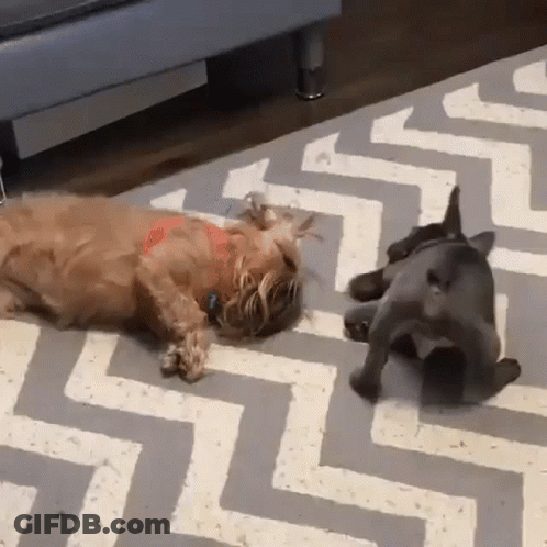 Two Dogs Are Laying On A Rug With A Zig Zag Pattern GIF