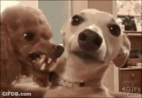 Two Dogs Are Looking At Each Other In A Room And One Of Them Is Biting The Other 'S Face . GIF