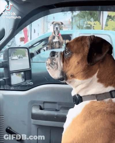 Two Dogs Are Looking Out The Window Of A Car With Tiktok At The Bottom GIF