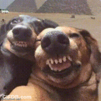 Two Dogs Are Making A Funny Face With Their Mouths Open And A Watermark That Says @Crujule Ext GIF