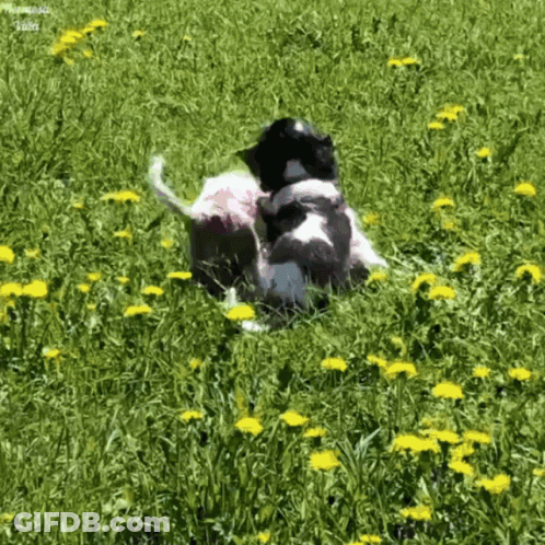 Two Dogs Are Playing In A Field Of Dandelions With A Watermark That Says ' Amanda ' On It GIF