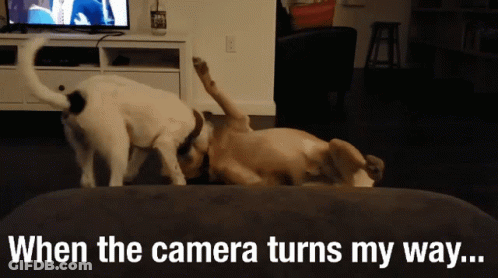 Two Dogs Are Playing On A Couch And The Caption Says When The Camera Turns My Way GIF