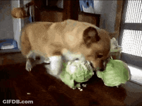 Two Dogs Are Playing With A Stuffed Turtle On A Table . GIF