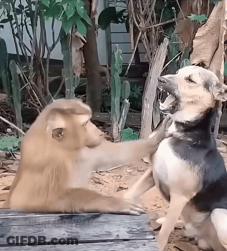 Two Dogs Are Playing With Each Other And One Has Its Mouth Wide Open GIF