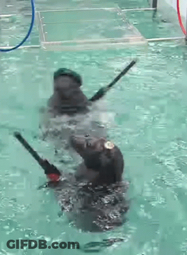 Two Dogs Are Playing With Sticks In A Swimming Pool . GIF