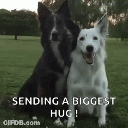 Two Dogs Are Sitting Next To Each Other In The Grass . GIF