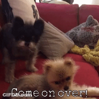 Two Dogs Are Sitting On A Pink Couch With The Words Come On Over GIF
