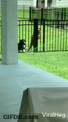 Two Dogs Are Standing In Front Of A Fence With The Words Viralhog Written On The Bottom GIF