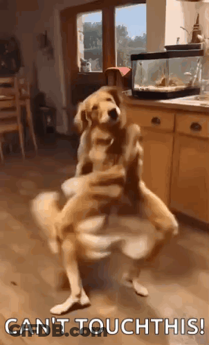 Two Dogs Dancing In Kitchen GIF