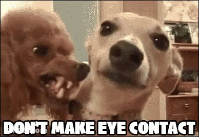 Two Dogs Do Not Make Eye Contact GIF