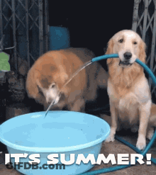 Two Dogs Drinking Water From A Blue Bowl With The Words It 'S Summer Written On It GIF