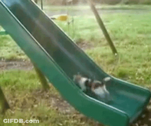 Two Dogs Going Down Green Slide GIF
